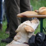 Hund-Würstchen