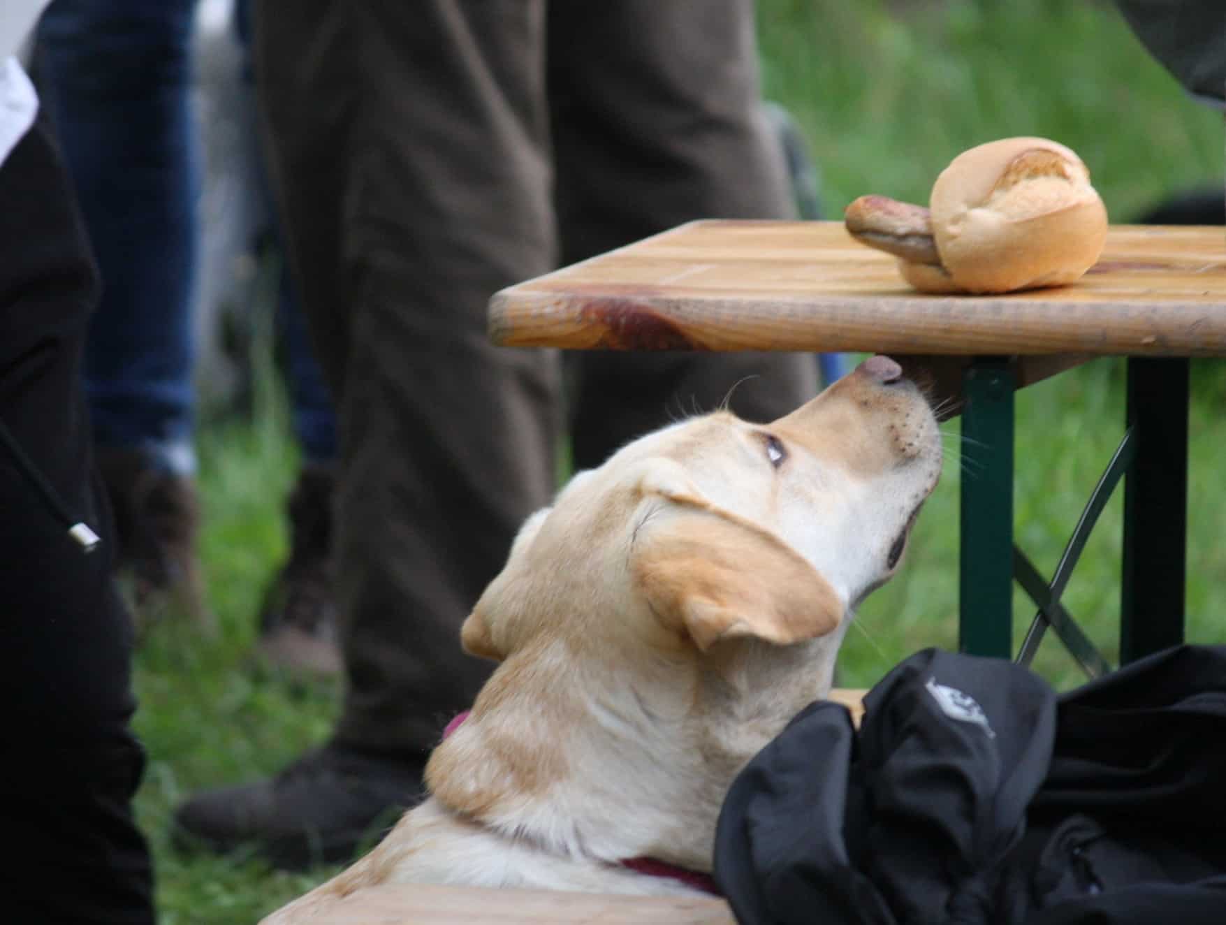 Hund-Würstchen