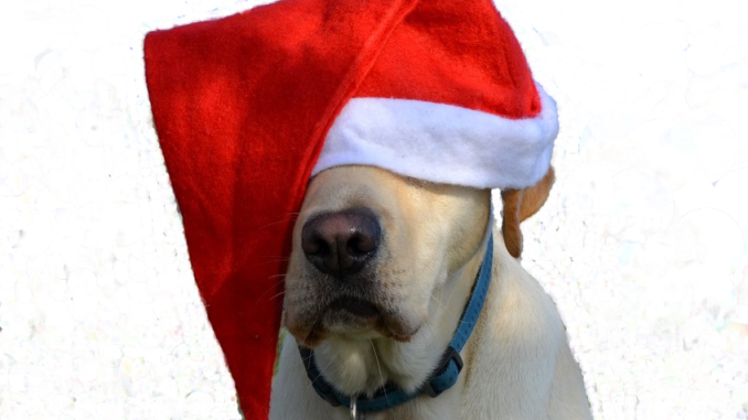 labrador-retriever-weihnachtsmuetze3