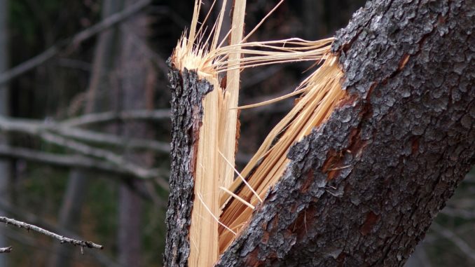 broken-tree-3072707_1920